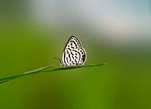 Monarch, Beautiful Butterfly Photography, Beautiful butterfly on flower, Macro Photography, Beautyful Nature photo