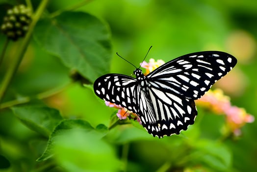 Monarch, Beautiful Butterfly Photography, Beautiful butterfly on flower, Macro Photography, Beautyful Nature photo