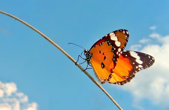 Monarch, Beautiful Butterfly Photography, Beautiful butterfly on flower, Macro Photography, Beautyful Nature photo