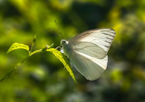 Monarch, Beautiful Butterfly Photography, Beautiful butterfly on flower, Macro Photography, Beautyful Nature photo