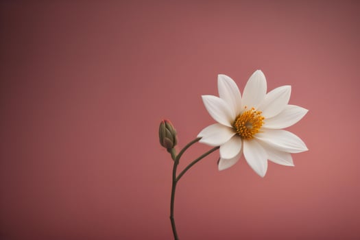 AI generated White cosmos flower on pink background, vintage style, soft focus. generative ai photo
