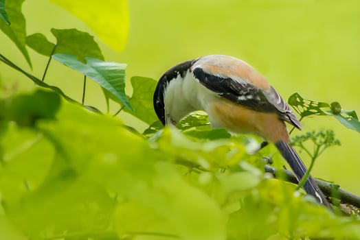 Bird Photography, Bird Picture, Most Beautiful Bird Photography, Nature Photography photo