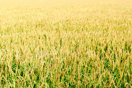 Field of rice in the rice paddies photo