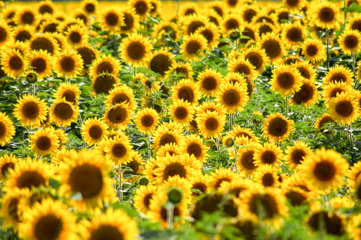 field of blooming sunflowers photo