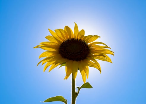A blossoming sunflower against a blue sky and sun. photo