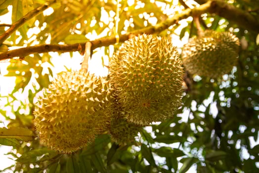Durian king of fruit from Thailand Durian fruit durian peels, durian yellow meat, Tropical seasonal fruit. photo