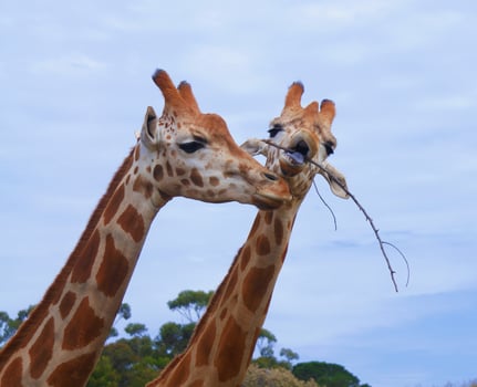 giraffes on sky photo