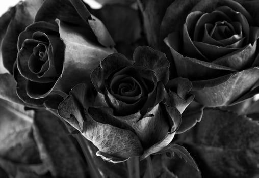 toned roses in black and white photo