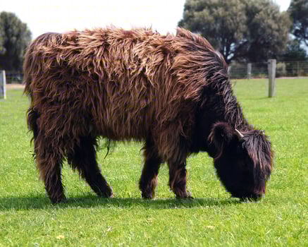 australian cow closeup photo
