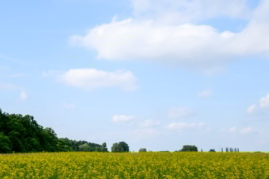 Rapeseed field. Yellow rape flowers, field landscape. Blue sky and rape on the field. photo
