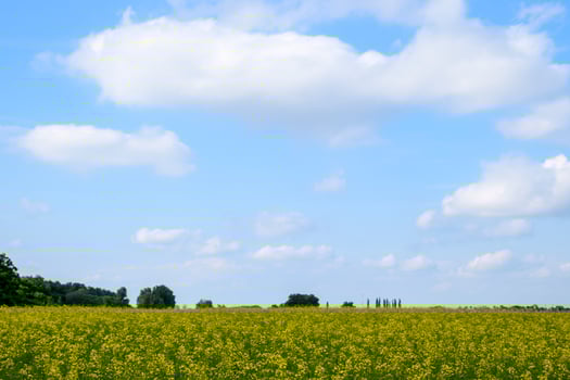 Rapeseed field. Yellow rape flowers, field landscape. Blue sky and rape on the field. photo