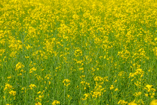 Rapeseed field. Background of rape blossoms. Flowering rape on the field. photo