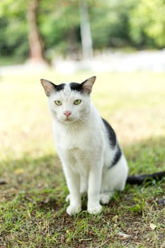 Harlequin black white cat cow homeless street Stray cat on the grass floor ground photo