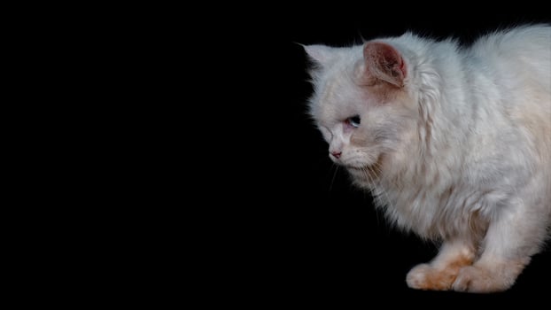 portrait of a persian breed cat felis catus photo