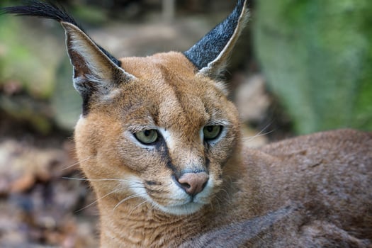 Detail of caracal head with attentive look. Beautiful caracal cat against a blurred natural background photo