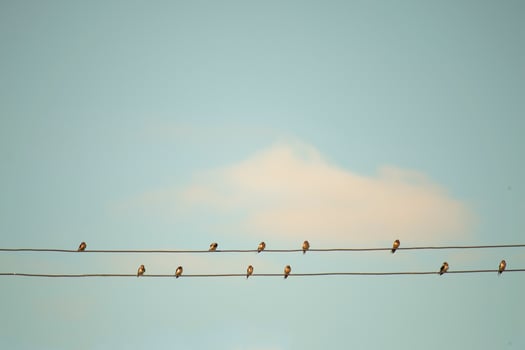 Flocks of birds fly and perch on power lines. Clean background, freedom concept, family, wallpaper. photo
