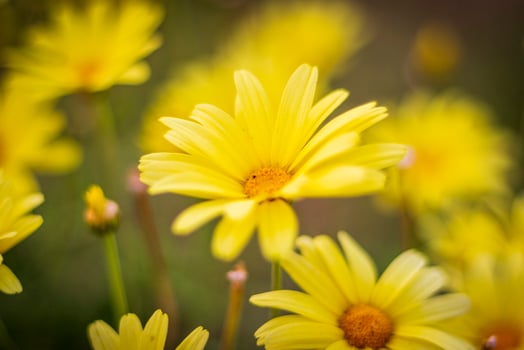 Close up shot of the beautiful yellow flowers. Nature photo