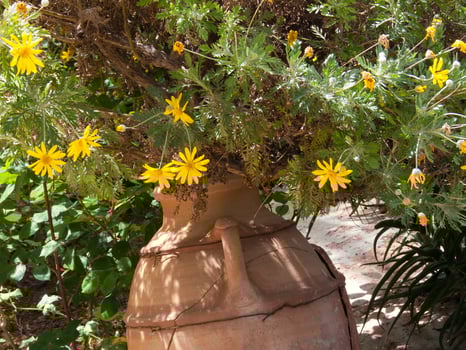 a large pot with yellow flowers photo