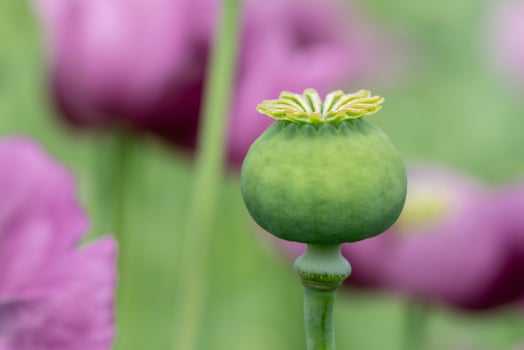 Green opium poppy capsules, purple poppy blossoms in a field. Poppies, agricultural crop. photo