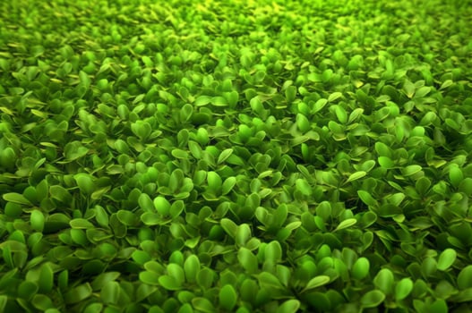 AI generated Green grass background. Generate AI photo