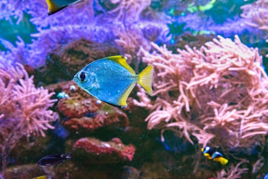 Monodactylus argenteus, silver moonyfish, silver moony, butter bream, diamondfish in aquarium photo