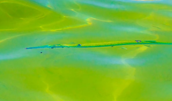 Trumpet fish trumpetfish swims on water surface Caribbean Mexico. photo