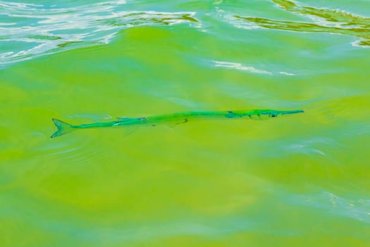 Trumpet fish trumpetfish swims on water surface Caribbean Mexico. photo