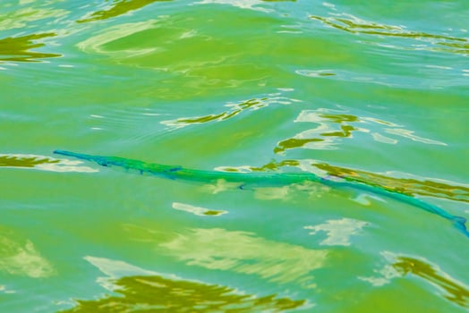 Trumpet fish trumpetfish swims on water surface Caribbean Mexico. photo