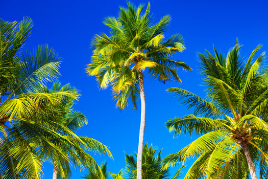 Abstract tropical background photo
