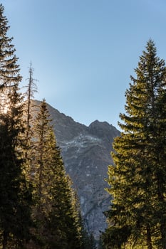 Sun shining through the trees with a rocky mountain on the background photo