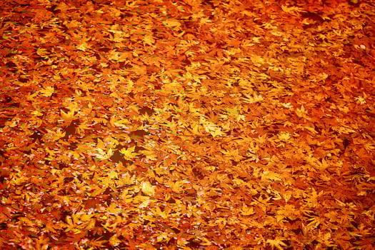 Autumn leaves background photo