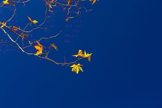 Maple twigs on blue sky background photo