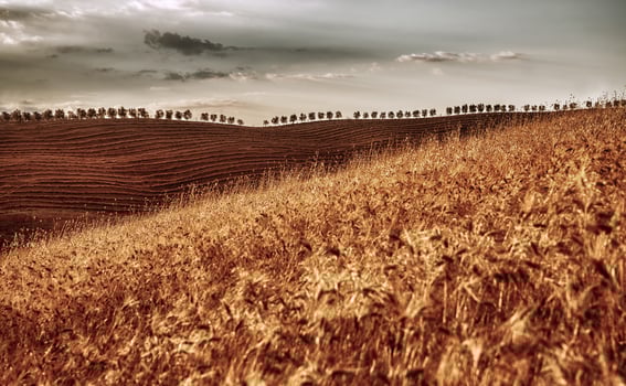 Golden dry wheat field photo