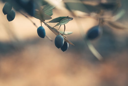 Black olives branch photo
