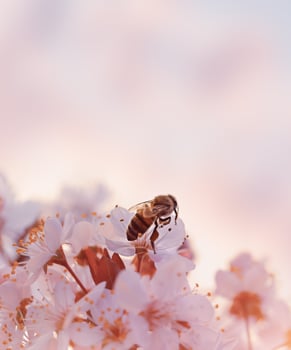 Little bee on the blooming cherry photo