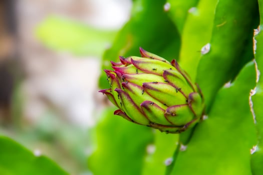 flowers from dragon fruit that are developing or growing photo