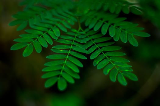 Green plants. Leaves, details - Stock photo