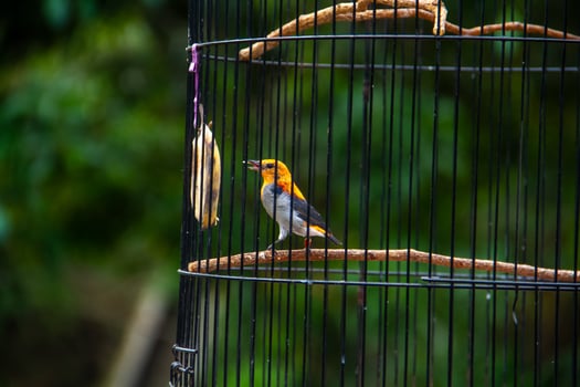 Portrait of a bird in a cage or cage. photo