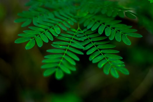 Green plants. Leaves, details - Stock photo