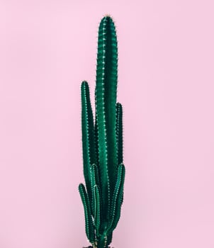 Cactus over pink background photo