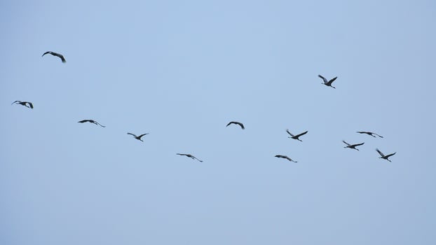 Crane group in the sky in V formation. Migratory birds on their return journey photo