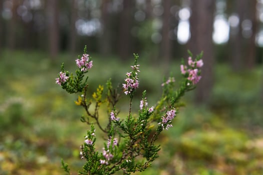 flowering twig of heather on a natural blurred background photo