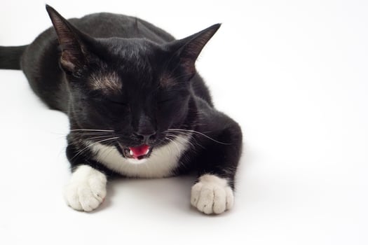 Cute black furry cat lying on white background. Pet and mammal concept. photo