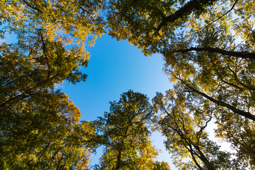 Trees and clear blue sky at sunset from below. Wide angle view of forest photo