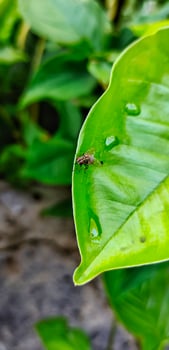Portrait close up view of stomoxys calcitrans is commonly called the stable fly or biting house fly photo