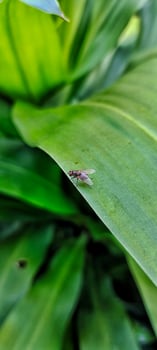 Portrait close up view of stomoxys calcitrans is commonly called the stable fly or biting house fly photo