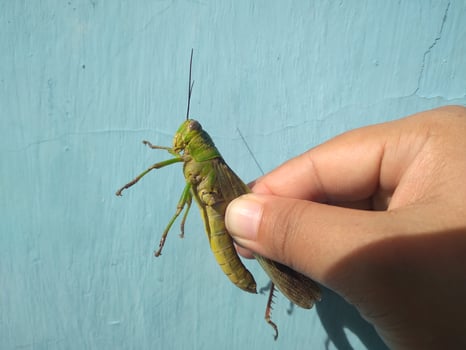 Hand holding grasshopper in the blue background photo