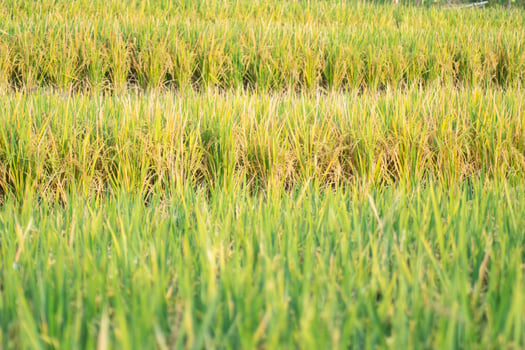 Paddy fields rice rural scenery green farmland fields. village photography photo