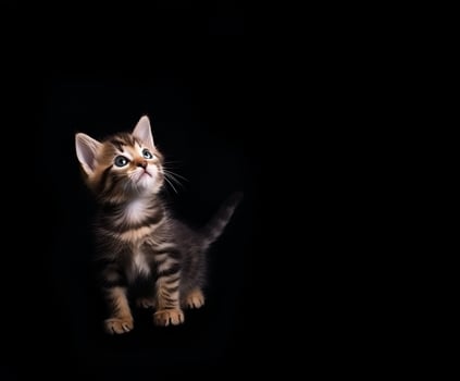 AI generated The kitten looks up on a black background photo