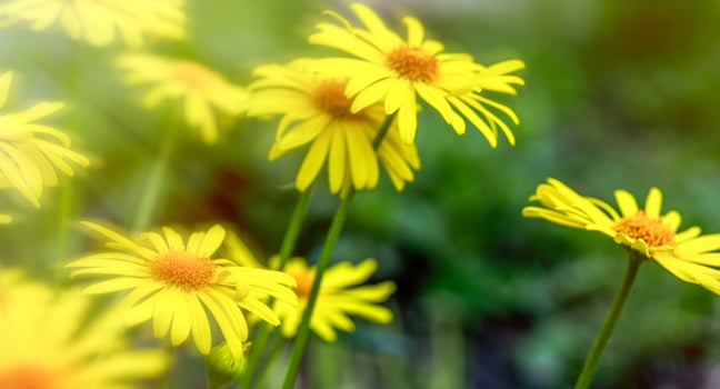 Yellow daisies Doronicum orientale, the leopard's bane close-up on a blurred green background. photo